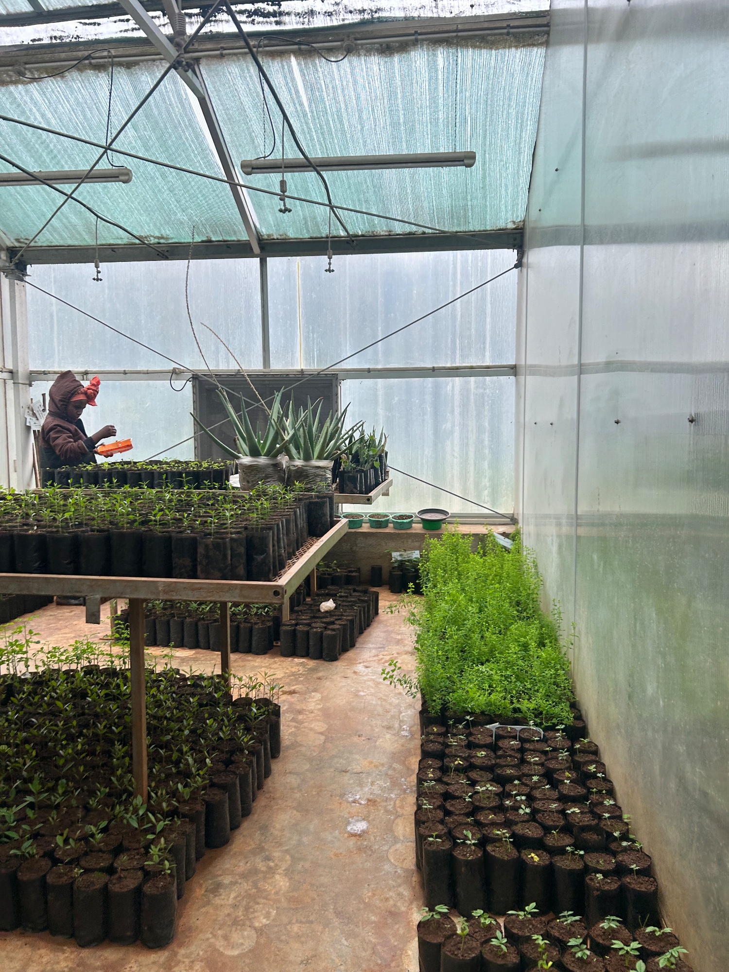 Propagation Greenhouse